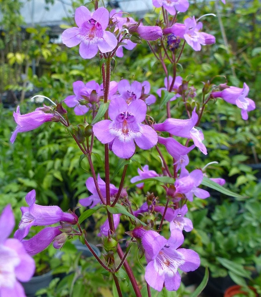 penstemon tenuis 2014