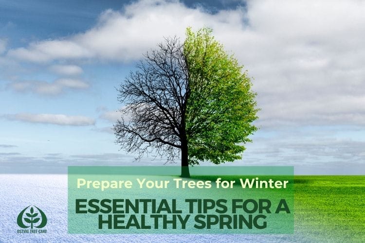 prepare your trees for winter