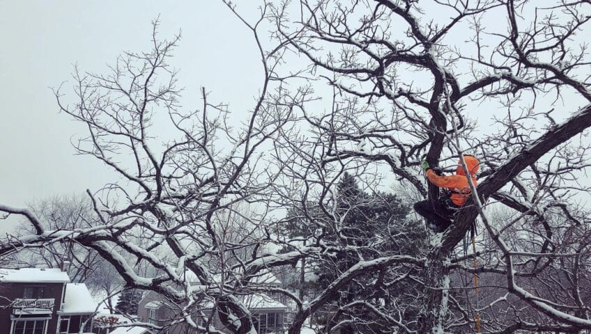 pro tree winter tree trimming 848x480 1