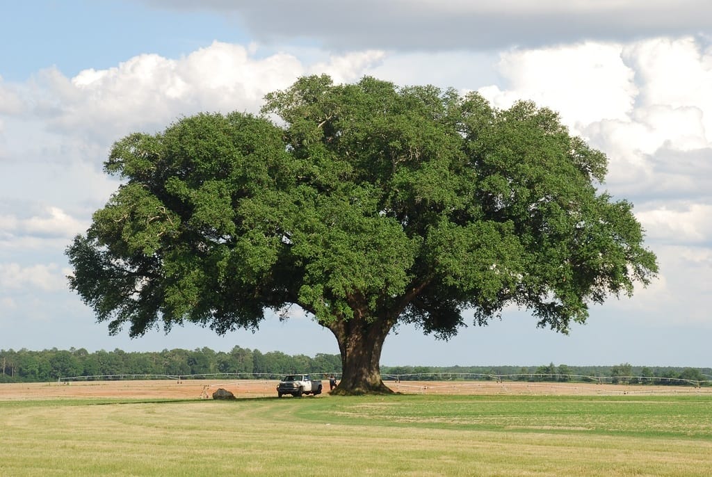 quercus virginiana 3 dt3ujzhzo7ar