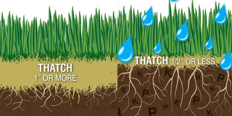 thatchlayer800x400 min