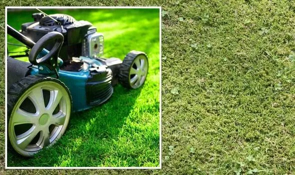 use the mowing trick to avoid choking your lawn in winter 1568078