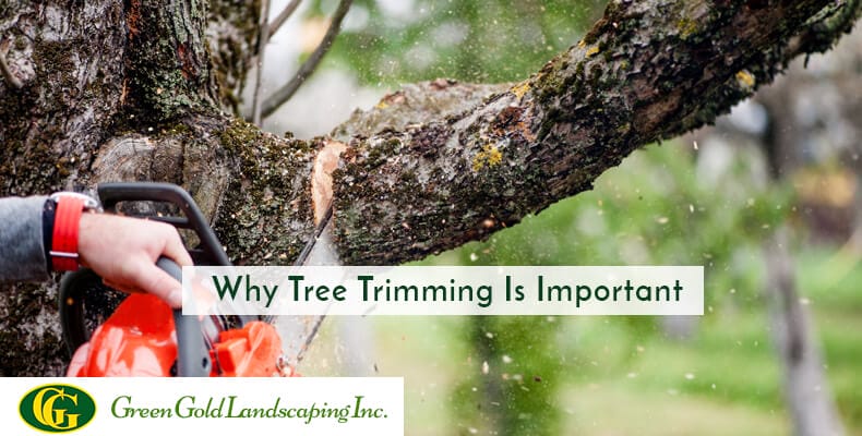 why tree trimming is important