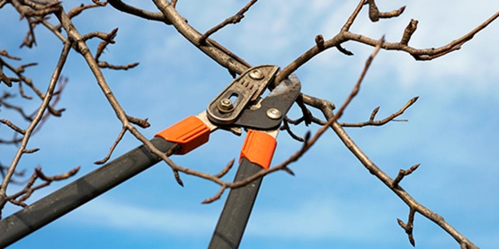 winter pruning.2101221522511 1