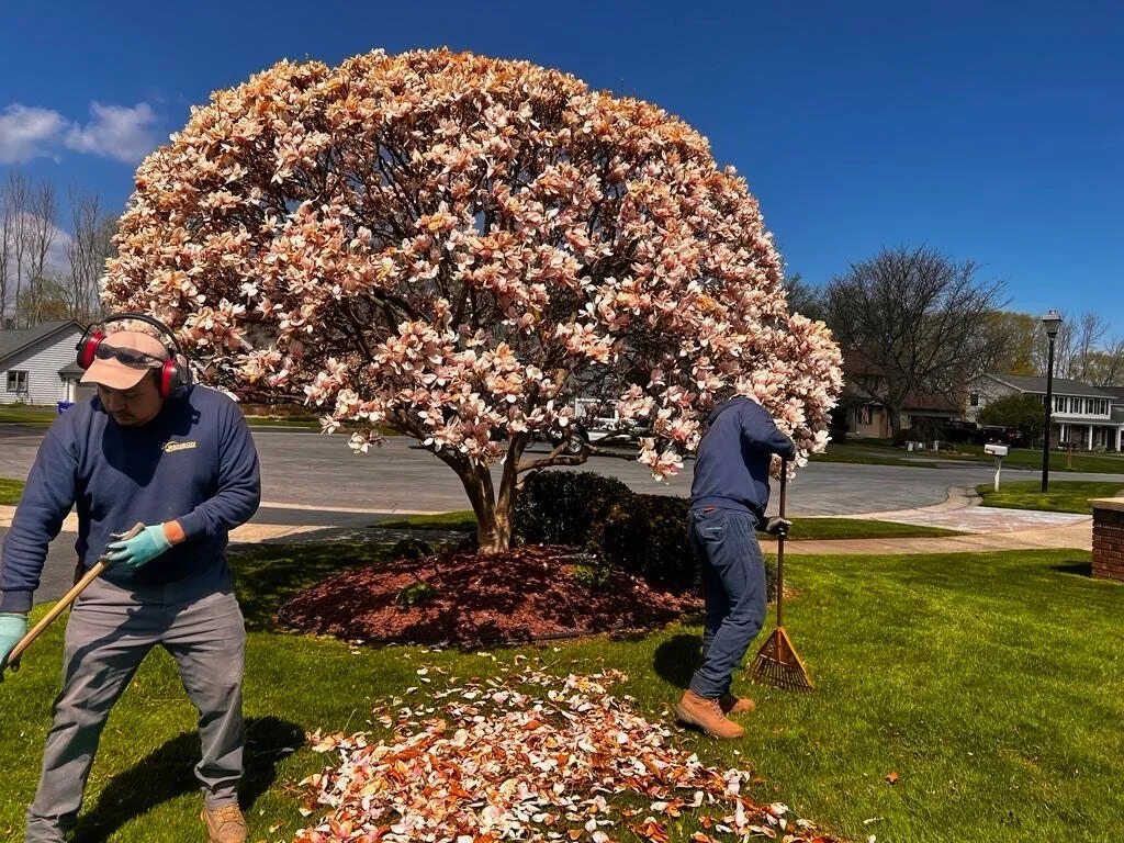 workers cleaning fallen leaves