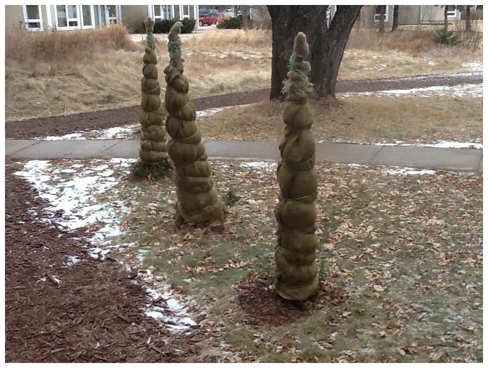 wrapping trees for winter