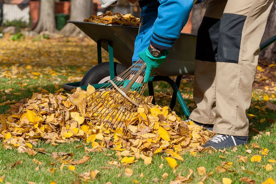 yard waste removal