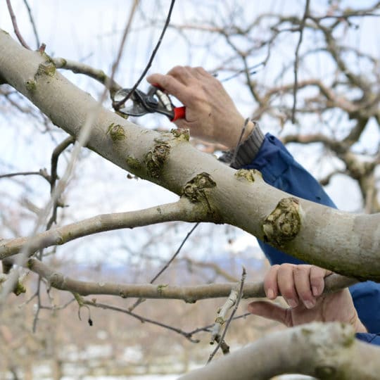 benefits of winter prunning