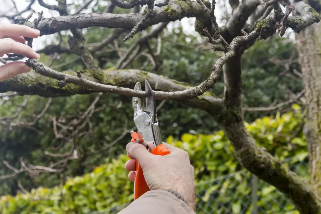 benefits prunning