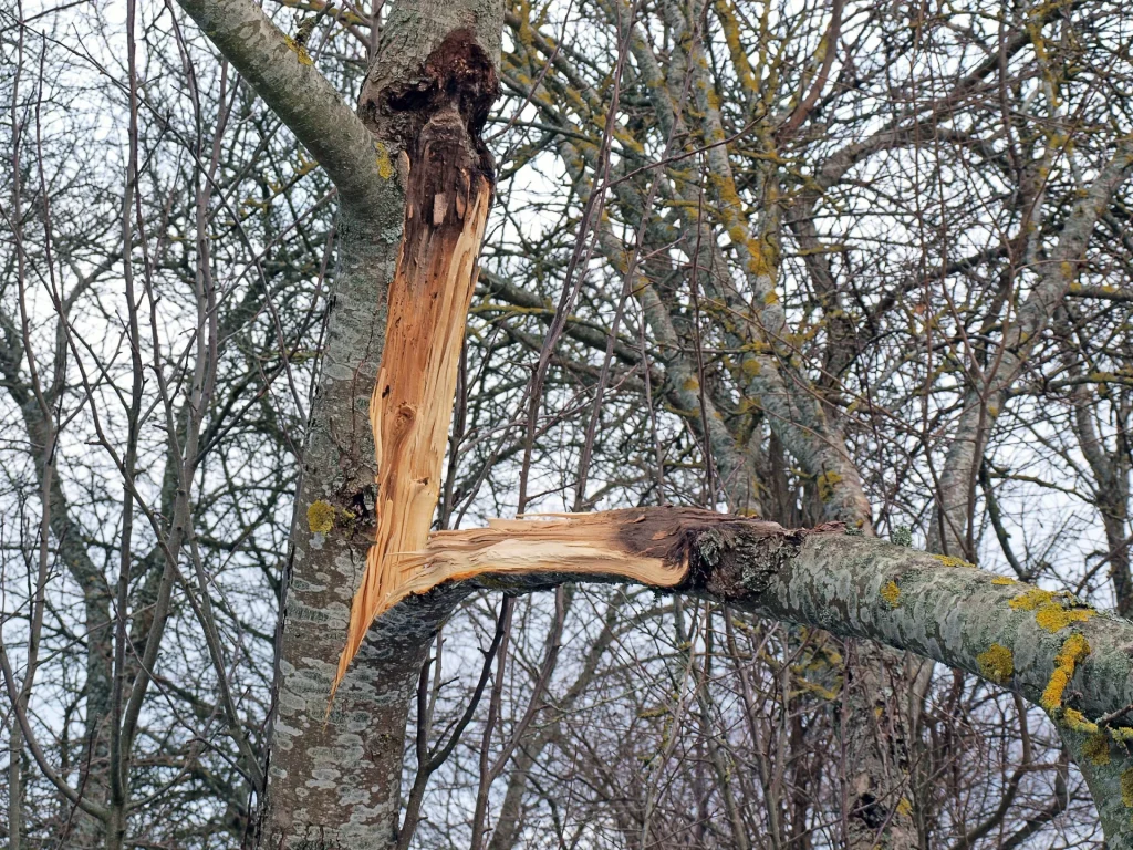 broken tree