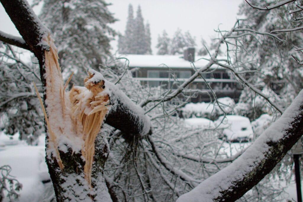 broken tree in snow