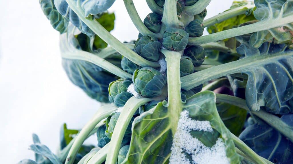 brussel sprouts 1024x576 1