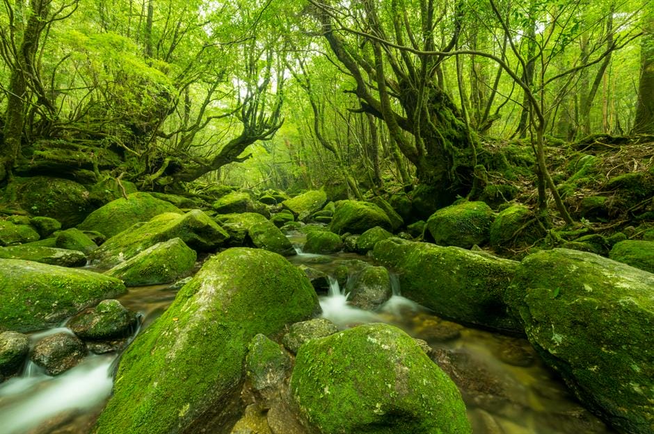 d674fd5e 1208 44fc bd0f 2dd706ab897a yakushima island forest