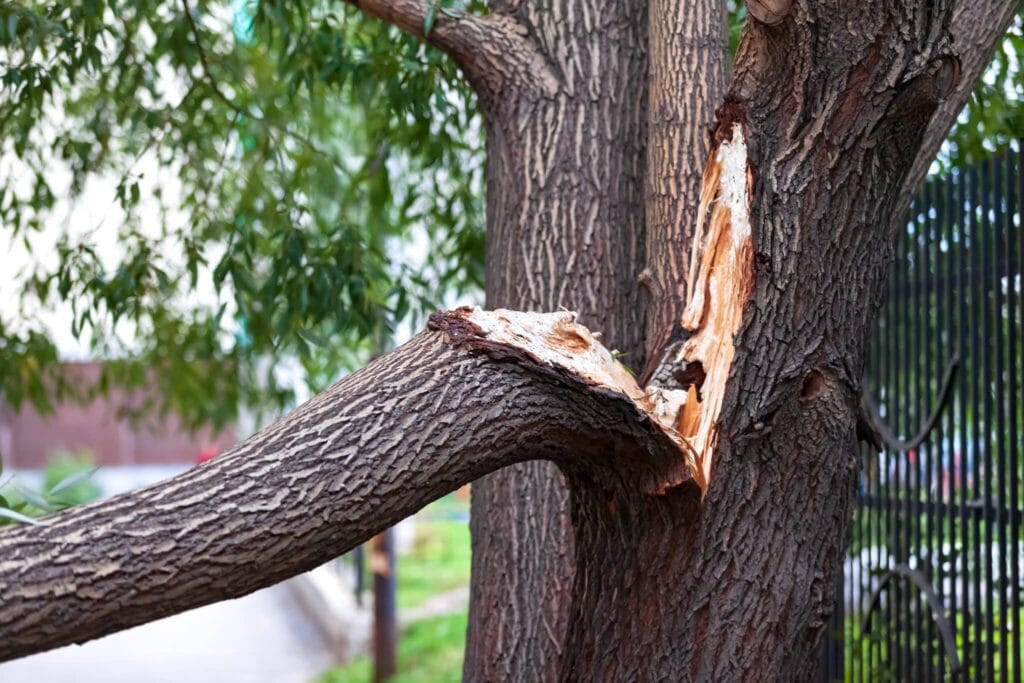 damaged tree scaled 1