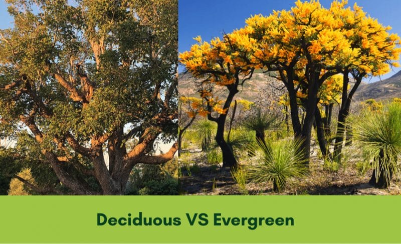 deciduous vs evergreen tree banner 800x488 1