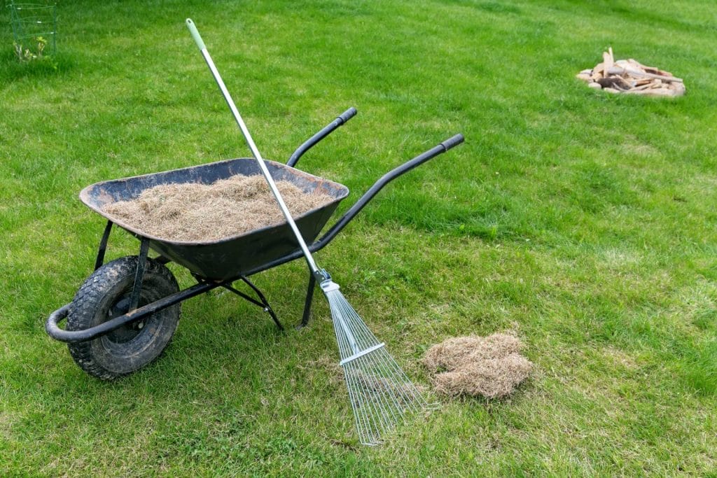 dethatching lawn scaled 1