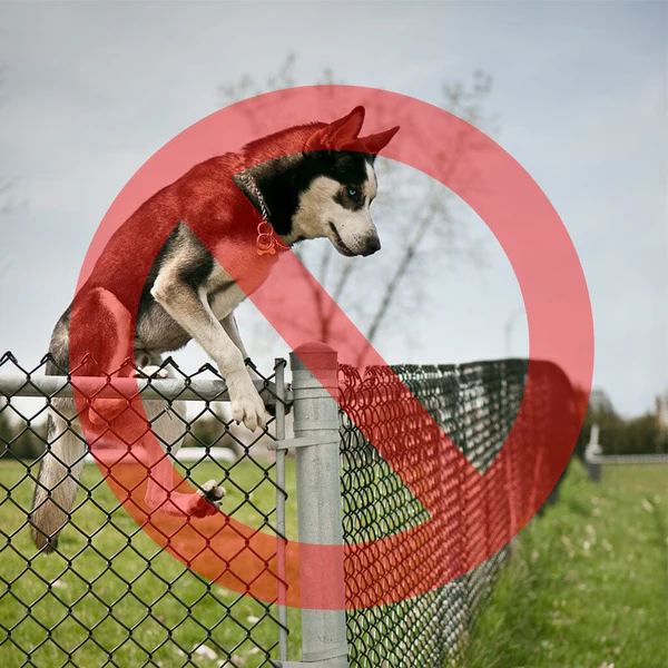 dog jumping over fence afc16f1e e585 4ea6 abce