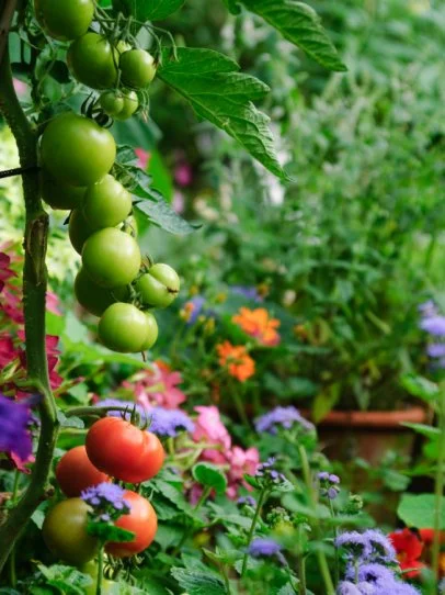 edible garden