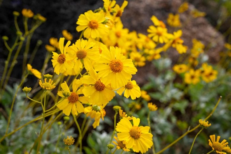 encelia farinosa 780x520 1