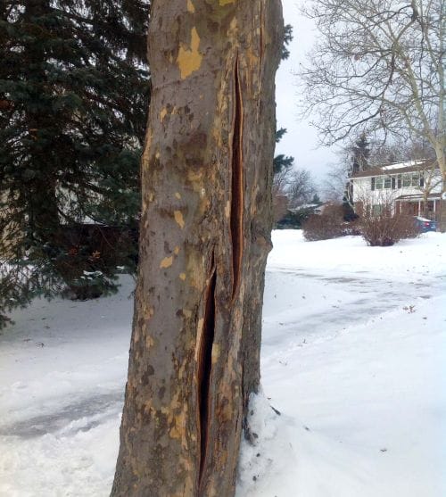 frost crack in tree