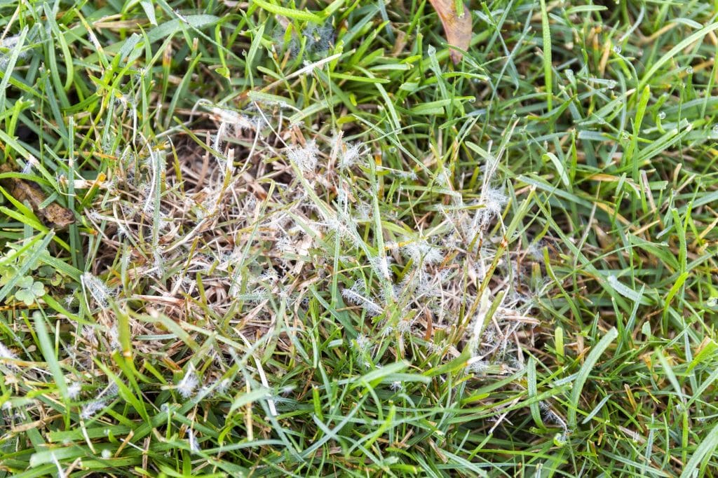 fungus in grass