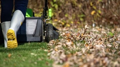 grass lawn cutting