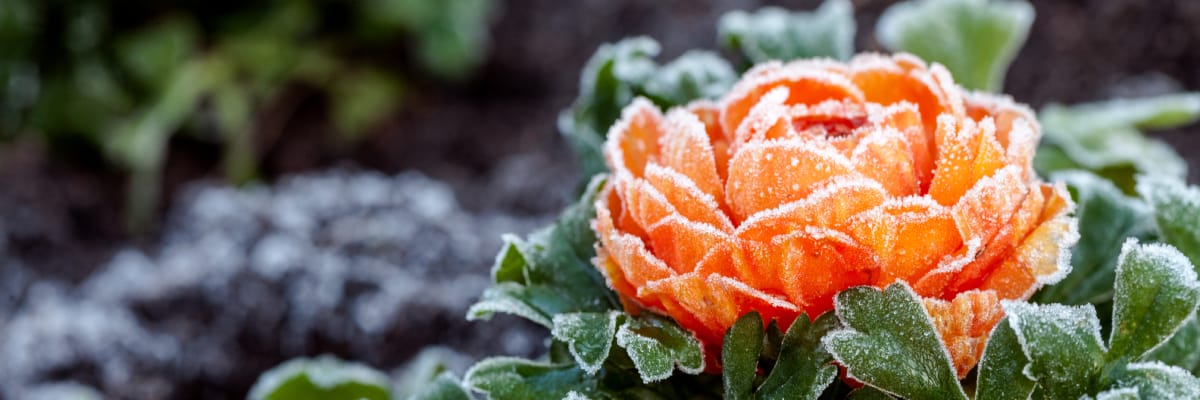 how to prep your garden for the winter 1