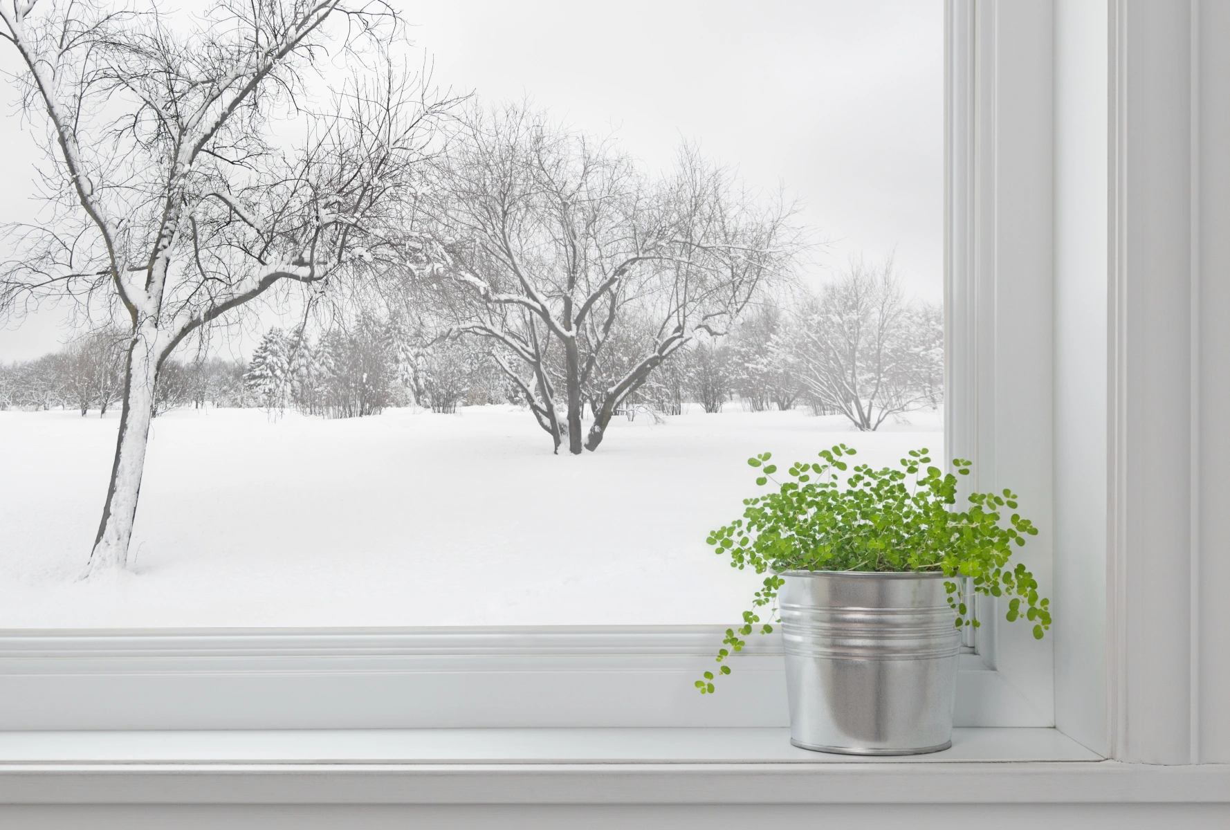 how to take care of window sill plants during the winter dako canada