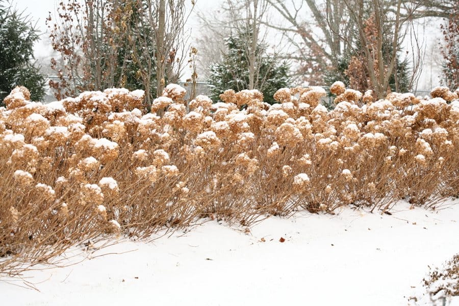 hydrangea winter incrediball proven winners 17656