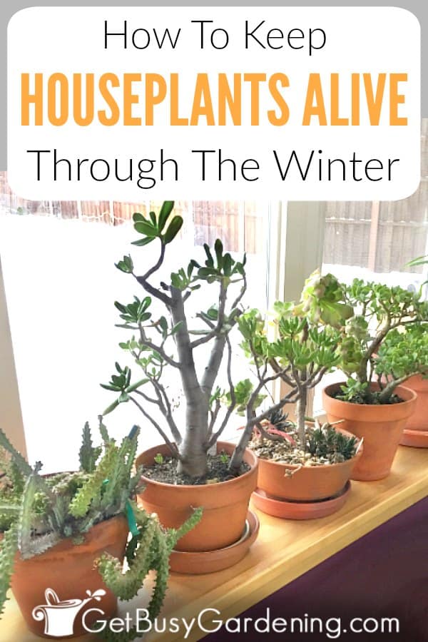 indoor plants in winter e pin