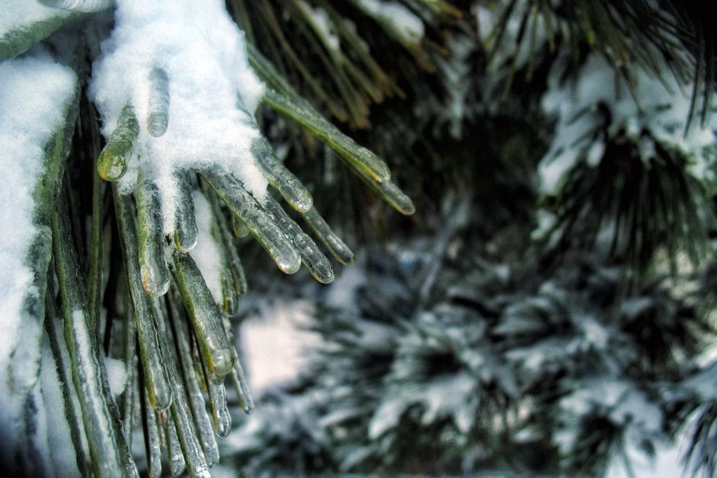 keeping outdoor plants alive winter 1024x682 1