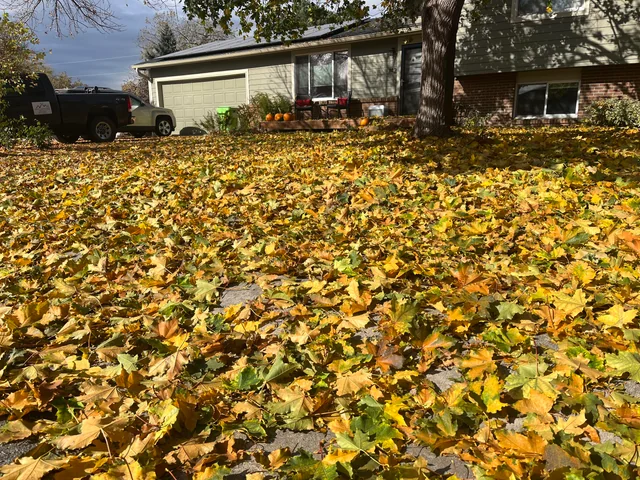 large lawn with leaves