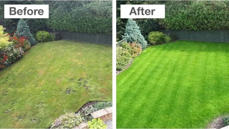 lawn top dressing before after