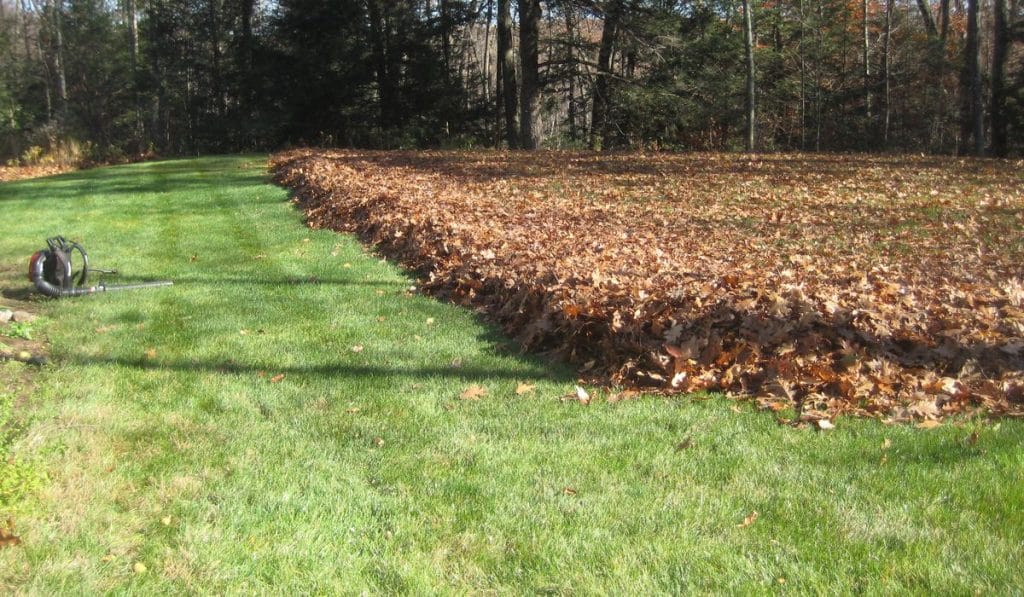 leaf cleanup