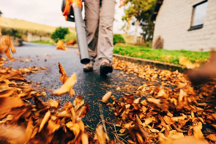 leaf removal belleville il