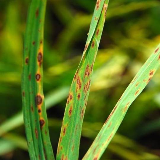 leaf spot