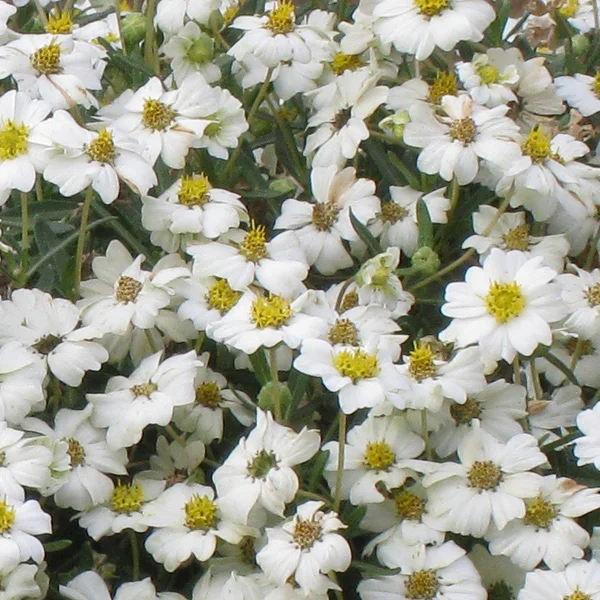 melampodium leucanthemum close up 1