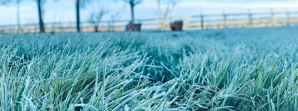 mowing lawn winter 1