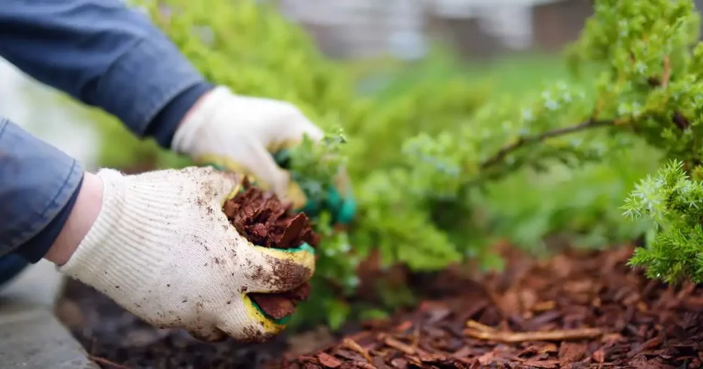 mulch for trees