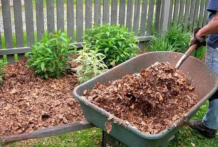 mulch leaves