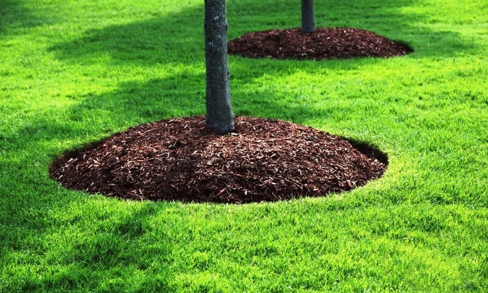 mulching tree