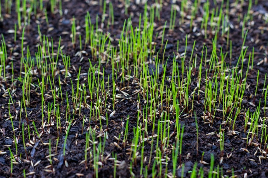 new grass seedlings