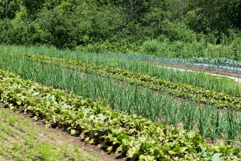 overcrowding plants