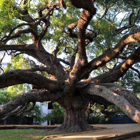 preserve tree in austin