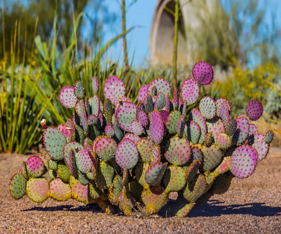 prickly pear cactus xeriscaping innovation grounds