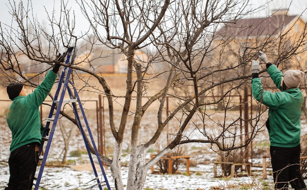 pruninglargetreeinwinterdammannsgardencenter