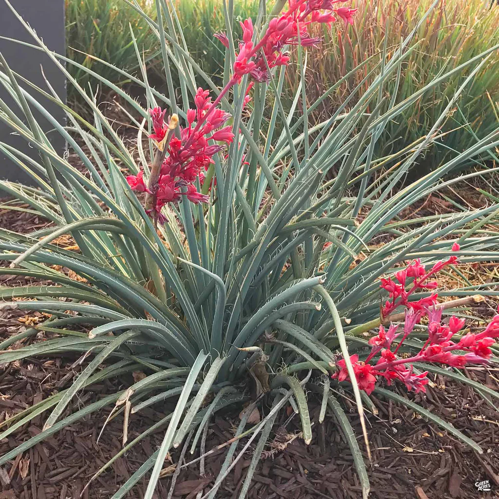 red-yucca-agave