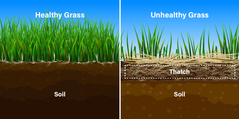 rsz lawnlove thatch illustration