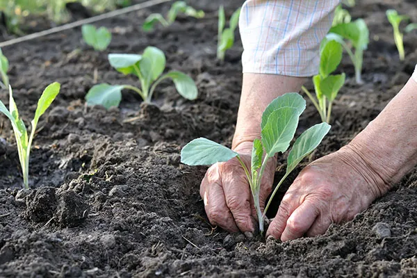 soil care in winter 2