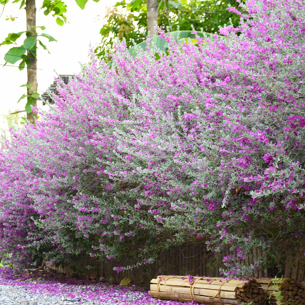 texas-sage-xeriscaping-innovationgrounds